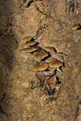 Psilocybe moseri