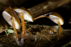 Psilocybe moseri