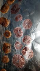 Psilocybe moseri