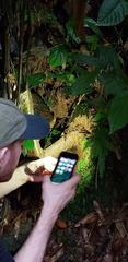 Psilocybe moseri