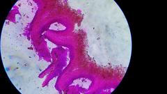 Psilocybe moseri