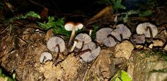 Psilocybe moseri
