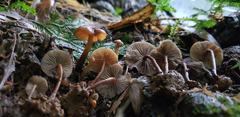 Psilocybe moseri