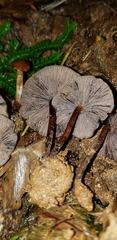 Psilocybe moseri