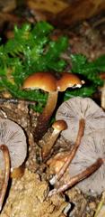 Psilocybe moseri