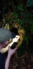 Psilocybe moseri