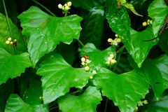Zehneria