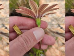 Dimorphotheca acutifolia