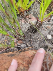 Dimorphotheca acutifolia