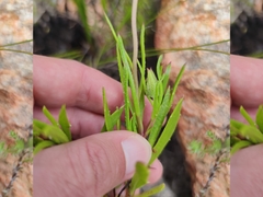 Dimorphotheca acutifolia