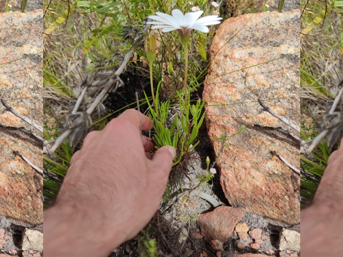 Image of Pointed Rain Daisy (Dimorphotheca acutifolia) by (c) Seth Musker, some rights reserved (CC BY)