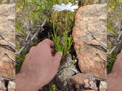 Dimorphotheca acutifolia