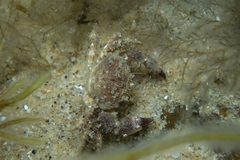 Pilumnus