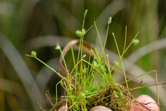 Isolepis hystrix