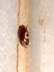 Chelonarium ornatum