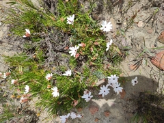 Dimorphotheca acutifolia