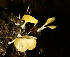 Cotylidia aurantiaca