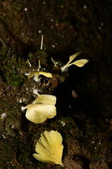 Cotylidia aurantiaca