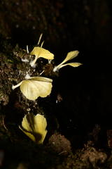 Cotylidia aurantiaca