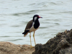 Vanellus indicus