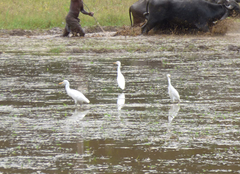 Bubulcus ibis