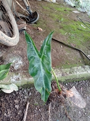Alocasia longiloba
