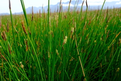 Eleocharis limosa