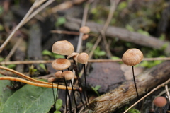 Paragymnopus perforans