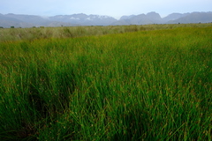Eleocharis limosa