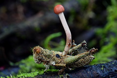 Paraisaria amazonica