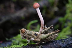 Paraisaria amazonica