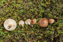 Tricholoma albobrunneum