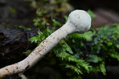 Paraisaria gracilioides