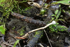 Paraisaria gracilioides