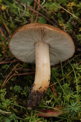 Tricholoma albobrunneum