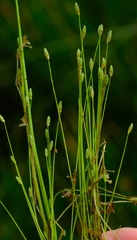 Isolepis pusilla