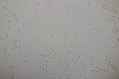 Tricholoma albobrunneum