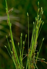Isolepis pusilla