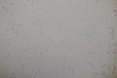 Tricholoma albobrunneum