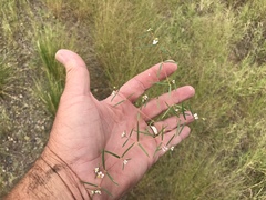 Euphorbia florida