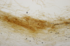 Tricholoma albobrunneum