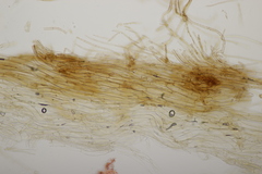 Tricholoma albobrunneum