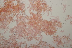 Tricholoma albobrunneum