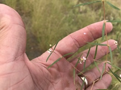 Euphorbia florida