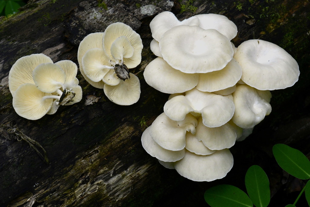Lentinus concavus · February 2020 · photo: © alan_rockefeller (iNaturalist, cc-by-sa)