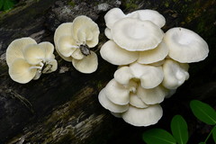 Lentinus concavus