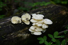 Lentinus concavus