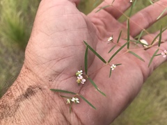 Euphorbia florida