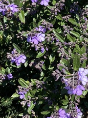 Prostanthera caerulea