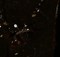 Gloiocephala